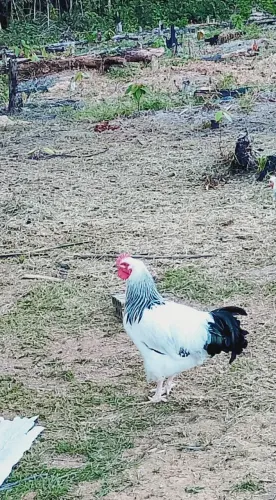 Frango light Sussex