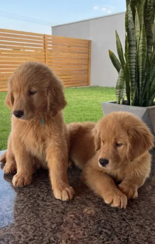 Filhotes de Golden Retriever para doação