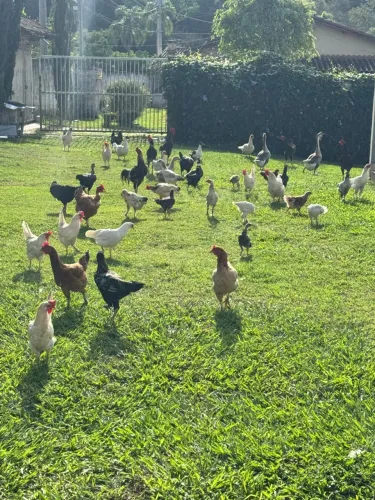 PATOS /PATAS/GALOS/GALINHAS/FRANGOS /FRANGAS /PINTINHOS/PATINHOS.