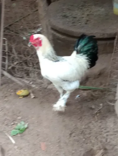 Galo novo 6 mês lindo pra seu quintal