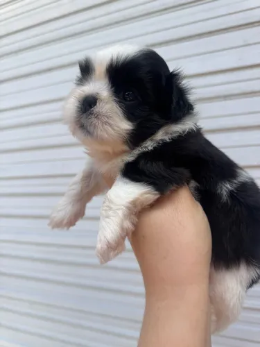 Shih tzu fêmea linhagem top