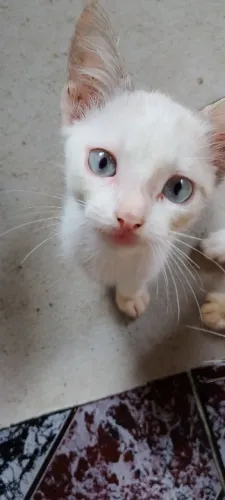 Gatinhos para adoção