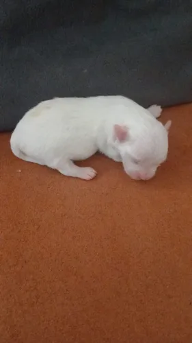 VENDO LINDO FILHOTE DE MALTÊS MICRO - BABY FACE - MACHO!!! 