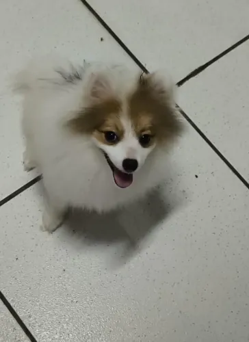 Vendo um lindo filhotinho de spitz alemão