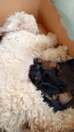 Filhotes de cachorro 300