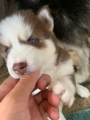 Husky siberiano puro