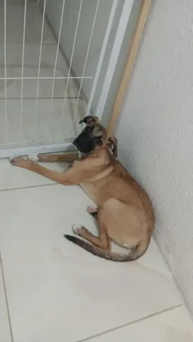 Adoção de amiga pet 6 meses 