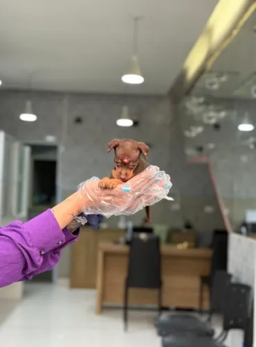 Pinscher chocolate fêmea - Filhotes em loja pré adestrados ao jornal e vacinados
