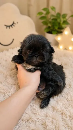 Shih tzu macho disponivel
