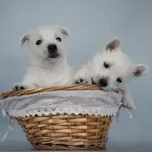 West Terrier Filhote Muito Bem Criado