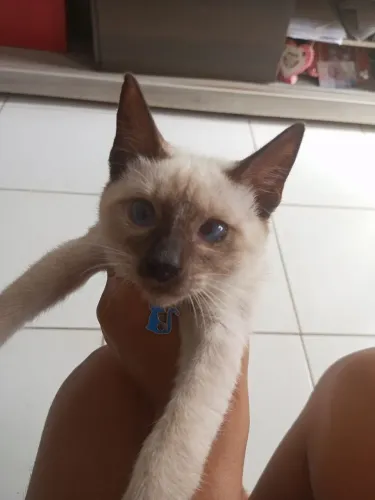 Gatinho siamês filhote para adoção 