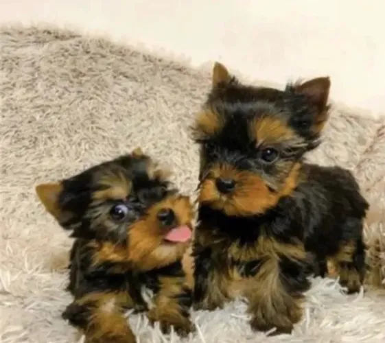 Yorkshire Terrier Filhote