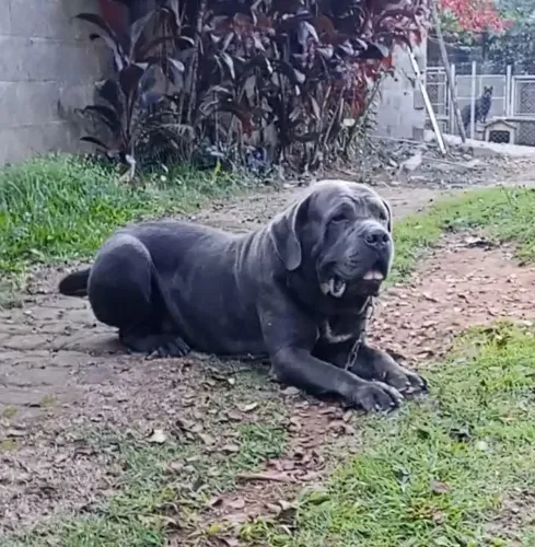 Cane Corso 