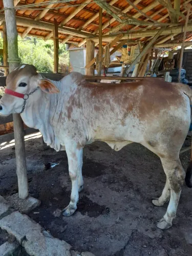 Novilha