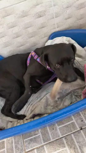 Doação Adoção Cachorro