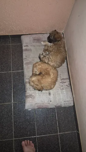 Vendo filhotes de shit tzu. Com 90 dias