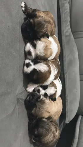 Shih Tzu Ursinhos Pequenininhos.