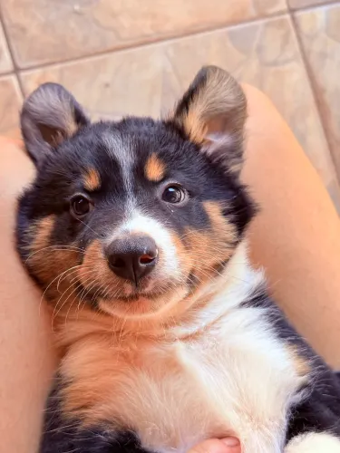 Filhote Border Collie