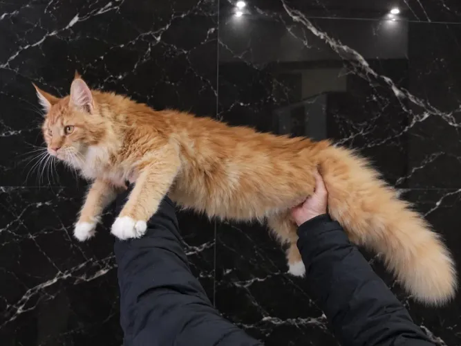 Casal jovem de Maine coon e 2 fêmeas filhotes
