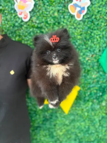 Spitz alemão anão