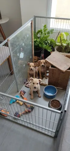 cachorrinhos Doação