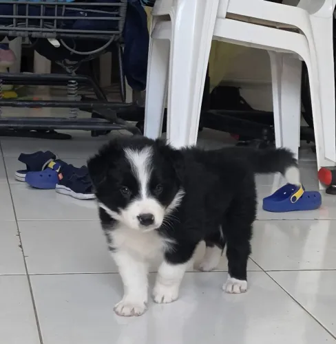 Border collie