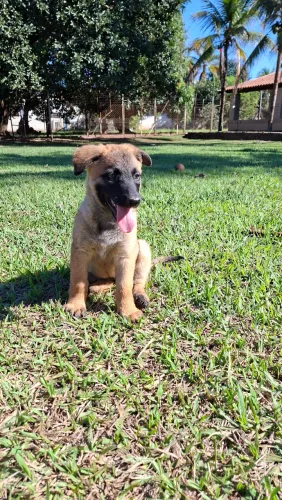 Filhotes Pastor Belga Malinois 