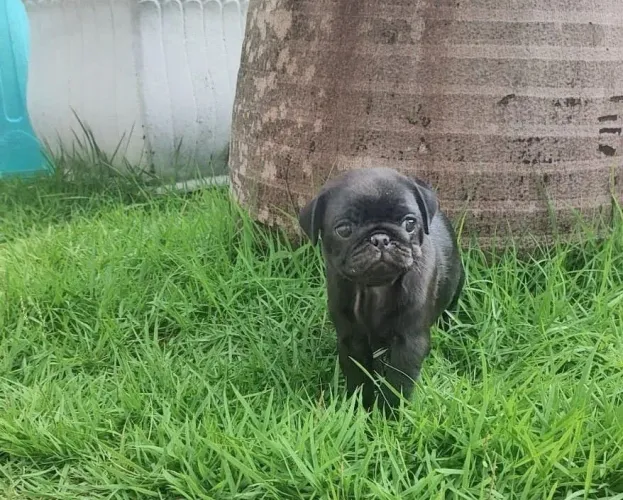 Filhote Pug Black fêmea