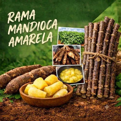 Rama mandioca