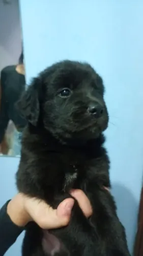 Filhotes de labrador 