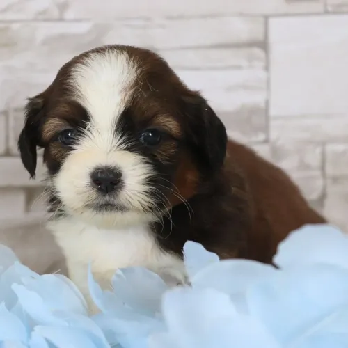 Shih tzu: O urso de pelúcia vivo que você sempre sonhou.