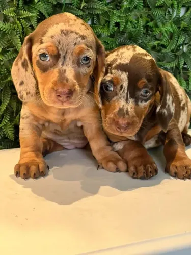 dachshund com 50 dias