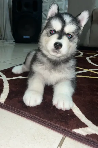 Husky siberiano