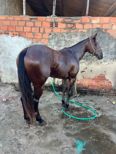 Potra iniciada na esteira
