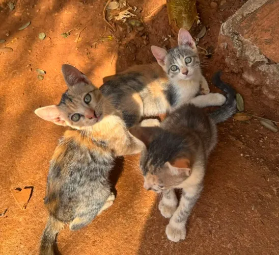 Doação gatinhas