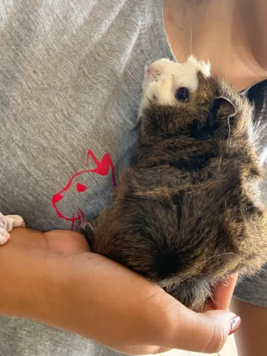 Porquinho da índia 