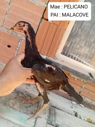 Frangas carioca
