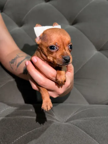 Pinscher 0