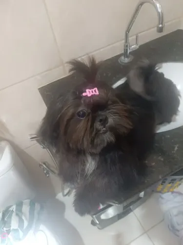 Vendo fêmea de Shitzu