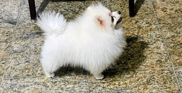 Fêmea e Machinho Spitz padrão anão!