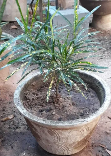 Jarros Diversos