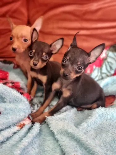 Pinscher menor tamanho vacinados