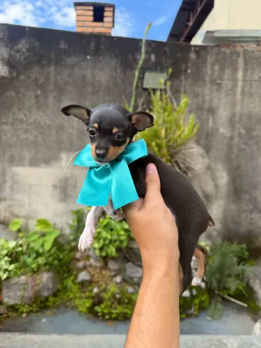 Pinscher fêmea zero padrão miniatura 