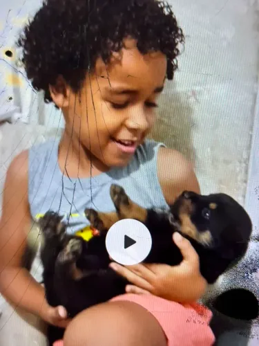 Filhote de rottweiler