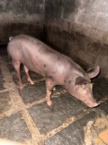 Vende se porco cachaço