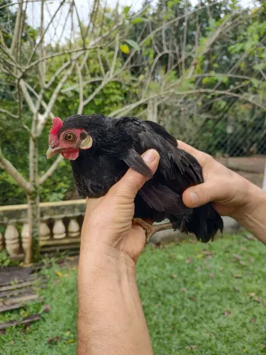 Linda Galinha garnize preta