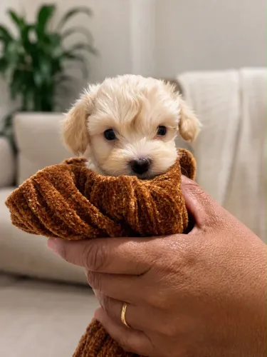 Poodle toy