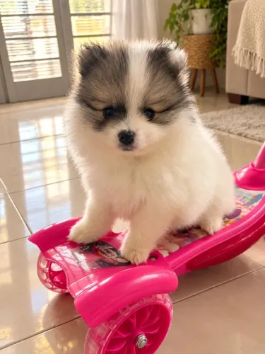 Filhote de Lulu da pomerânia