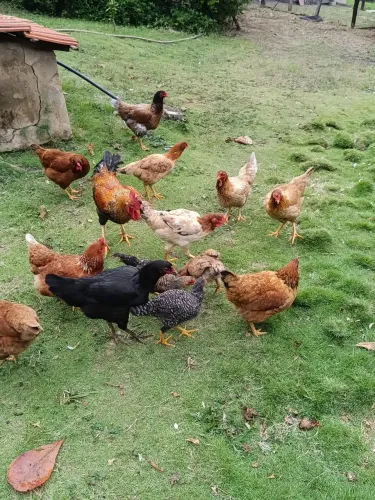 Galinha