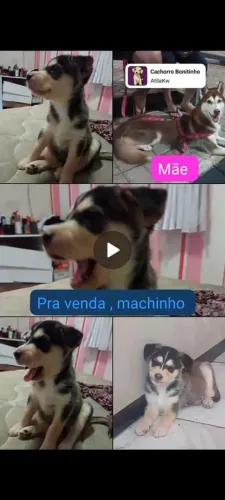 Filhote macho de husky siberiano
